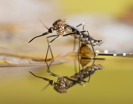 Photo from Battery Park’s Citizen Association showing an adult mosquito emerging from a stagnant water-based breeding ground